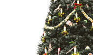 Don't Just Ditch the Tree