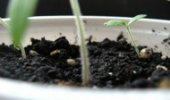 Egg-Cellent Garden Starter