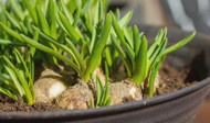 Forcing Bulbs for Winter Color