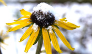 Getting Your Perennials Ready for Cold Weather