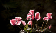 Go Beyond The Poinsettia This Holiday