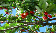 Grafting Fruit Trees