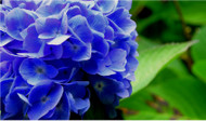 How to Photograph Flowers