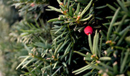 How to Preserve Your Christmas Tree