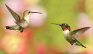 Hummingbird Migration Schedule
