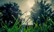 Importance Of Pre Emergent Treatment and Fertilizer 