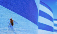 Killer Bee Attacks and Facts