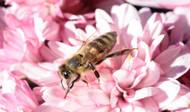 Plants To Attract Bees