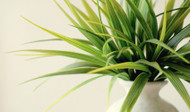 Protecting Indoor Plants This Winter