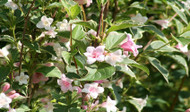 Rules of Thumb for Pruning Flowering Shrubs