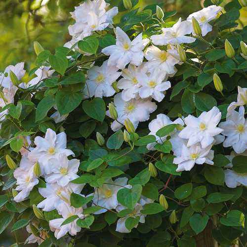 Clematis ' Henryi'  1 Gallon