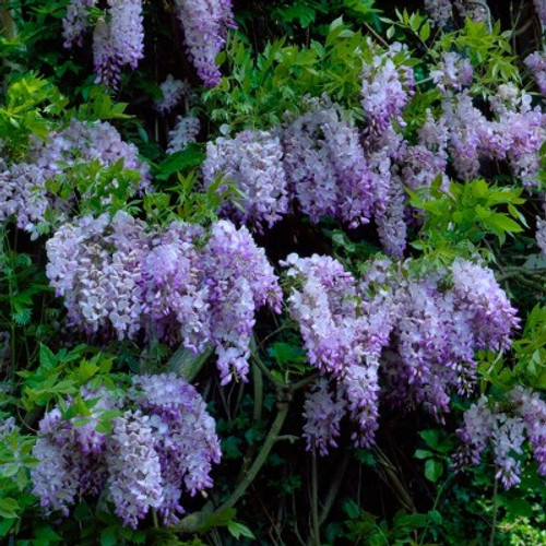 Wisteria 'Amethyst Falls' Staked 3 Gallon