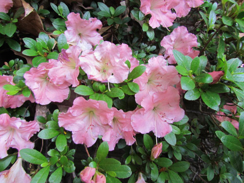 Azalea 'Gumpo Pink'   1 Gallon