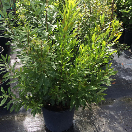 Wax Myrtle 5 Gallon