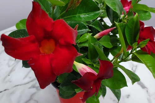 Dipladenia Bush Red 3 Gallon