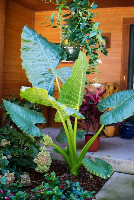 Alocasia 'Borneo Giant' 3 Gallon