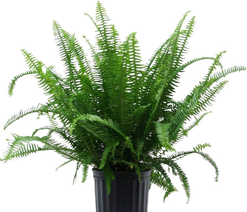 Fern Kimberly Queen 1 Gallon