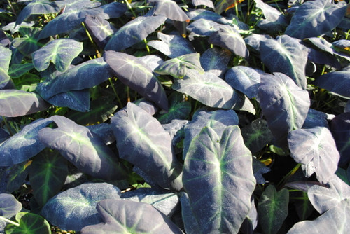 Colocasia 'Black Beauty' 3 Gallon