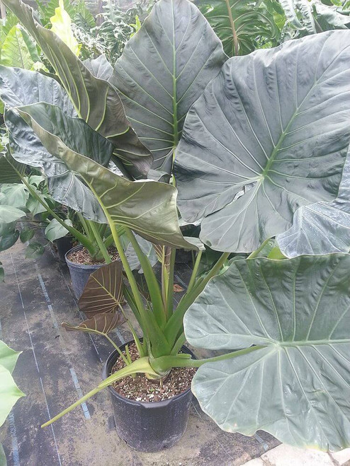 Alocasia 'Regal Shield' 3 Gallon