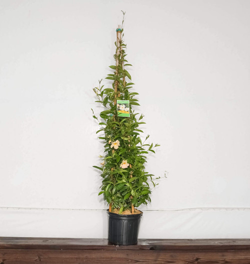 Mandevilla Trellis Apricot 3 Gallon Cofer's Home & Garden