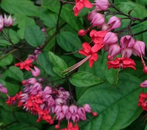 Bleeding Heart - Tropical 3 Gallon