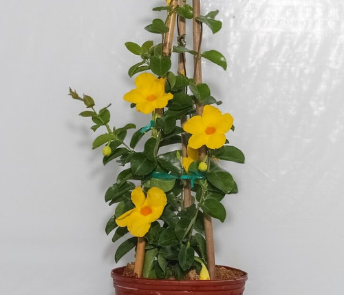 Mandevilla Trellis Yellow