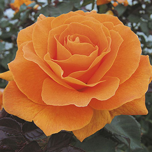 Rose 'Vavoom™' - Weeks