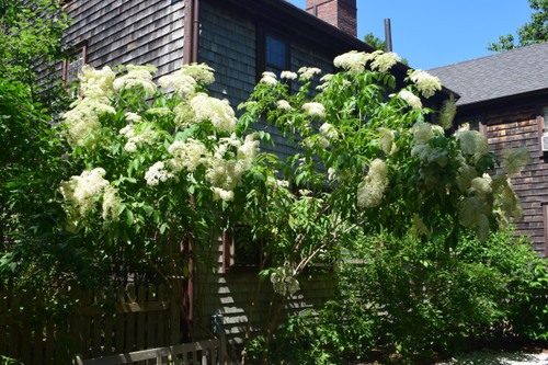 Elderberry Native 1 Gallon