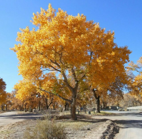 Cottonwood Native 1 Gallon