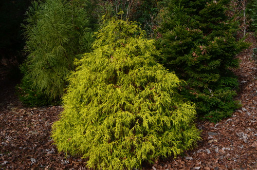 Chamaecyparis 'Paul's Gold' 3 Gallon