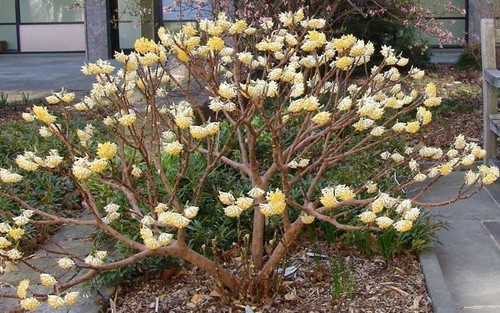 Edgeworthia Crysantha  5 Gallon