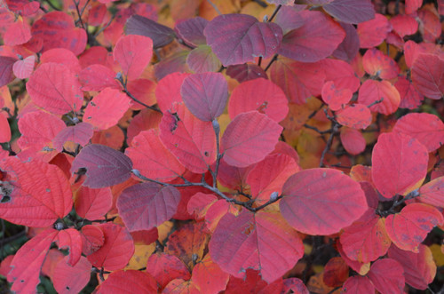 Fothergilla Mount Airy 1 Gallon