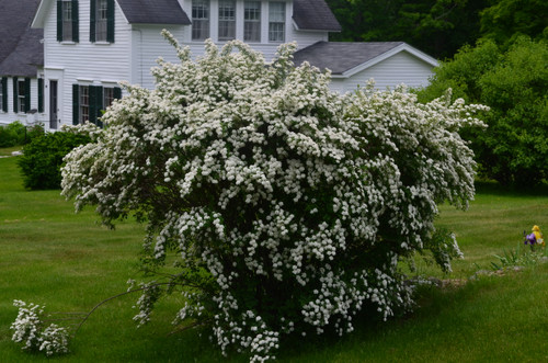 Spirea Van Houtte 3 Gallon