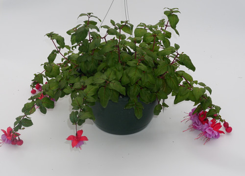 Fuschia Hanging Basket 11 Inch