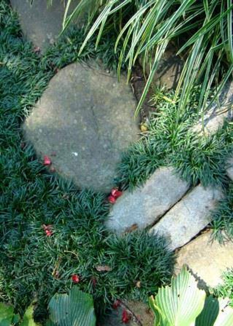 Grass Mondo Dwarf 1 Gallon