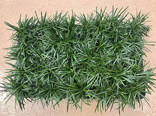 Grass Mondo Dwarf 1 Gallon