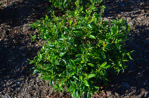 Cherry Laurel 'Chestnut Hill' 3 Gallon