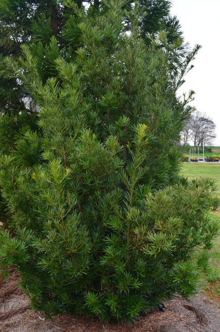 Podocarpus 3 Gallon