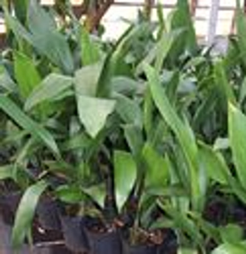 Buy Tiny Tank Cast Iron Plant (Aspidistra), FREE SHIPPING, Wilson Bros  Gardens