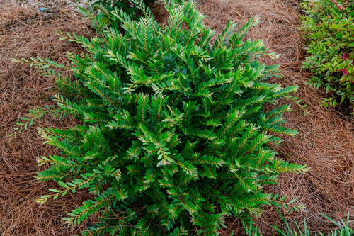 Distylium 'Cast in Bronze' 3 Gallon