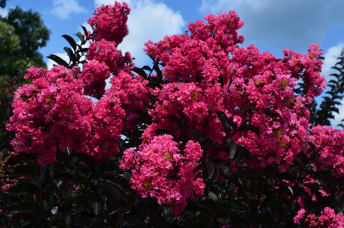 Crape Myrtle 'Twilight' 7 Gallon