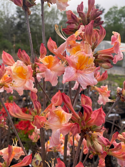 Azalea Native 'Spring Fanfare' 3 Gallon