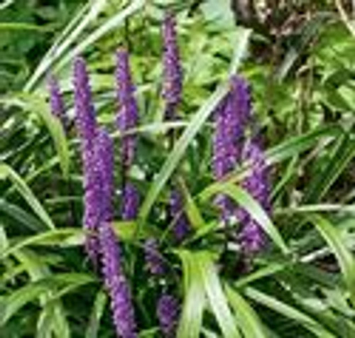 Liriope muscari 'Royal Purple' 4 Inch