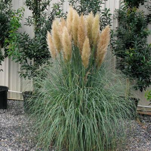 Grass Pampas 1 Gallon