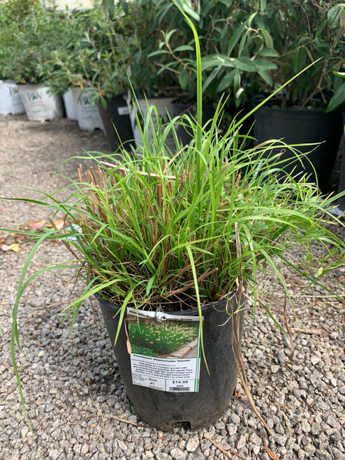 Grass Dwarf Fountain 'Hameln' 1 Gallon