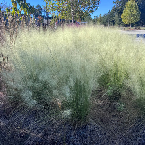 Grass Muhly 'White Cloud' 3 Gallon