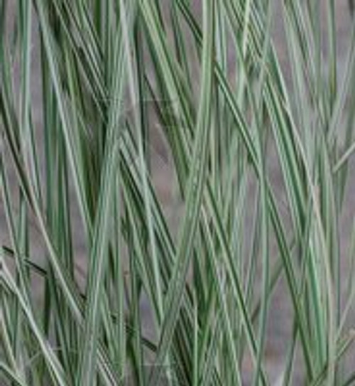 Grass Miscanthus 'Morning Light' 1 Gallon