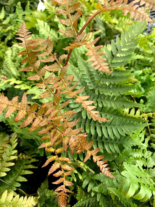 Fern Autumn 1 Quart