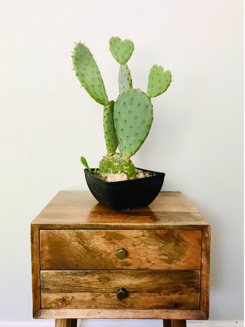 Cactus Hardy Prickly Pear 1 Gallon