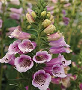 Digitalis Foxglove     1 Quart